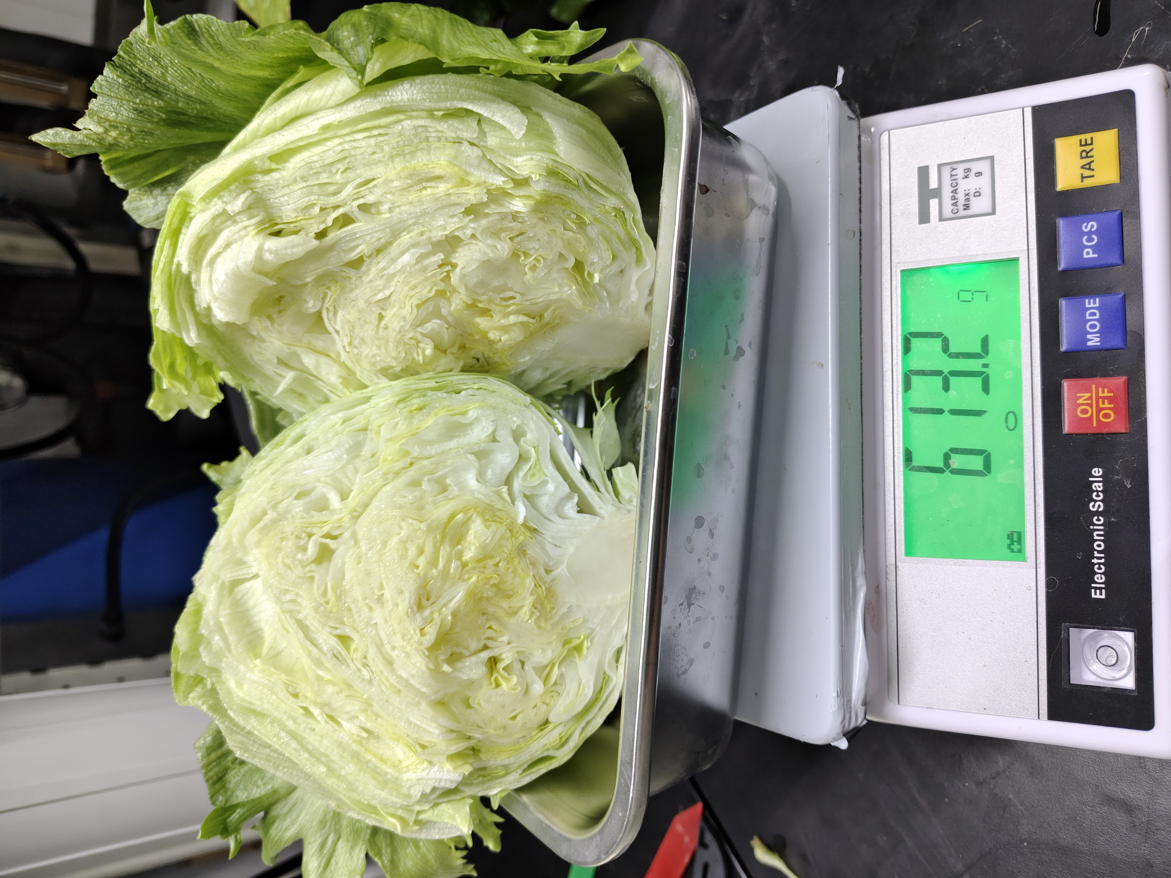 High quality Iceberg lettuce without tipburn