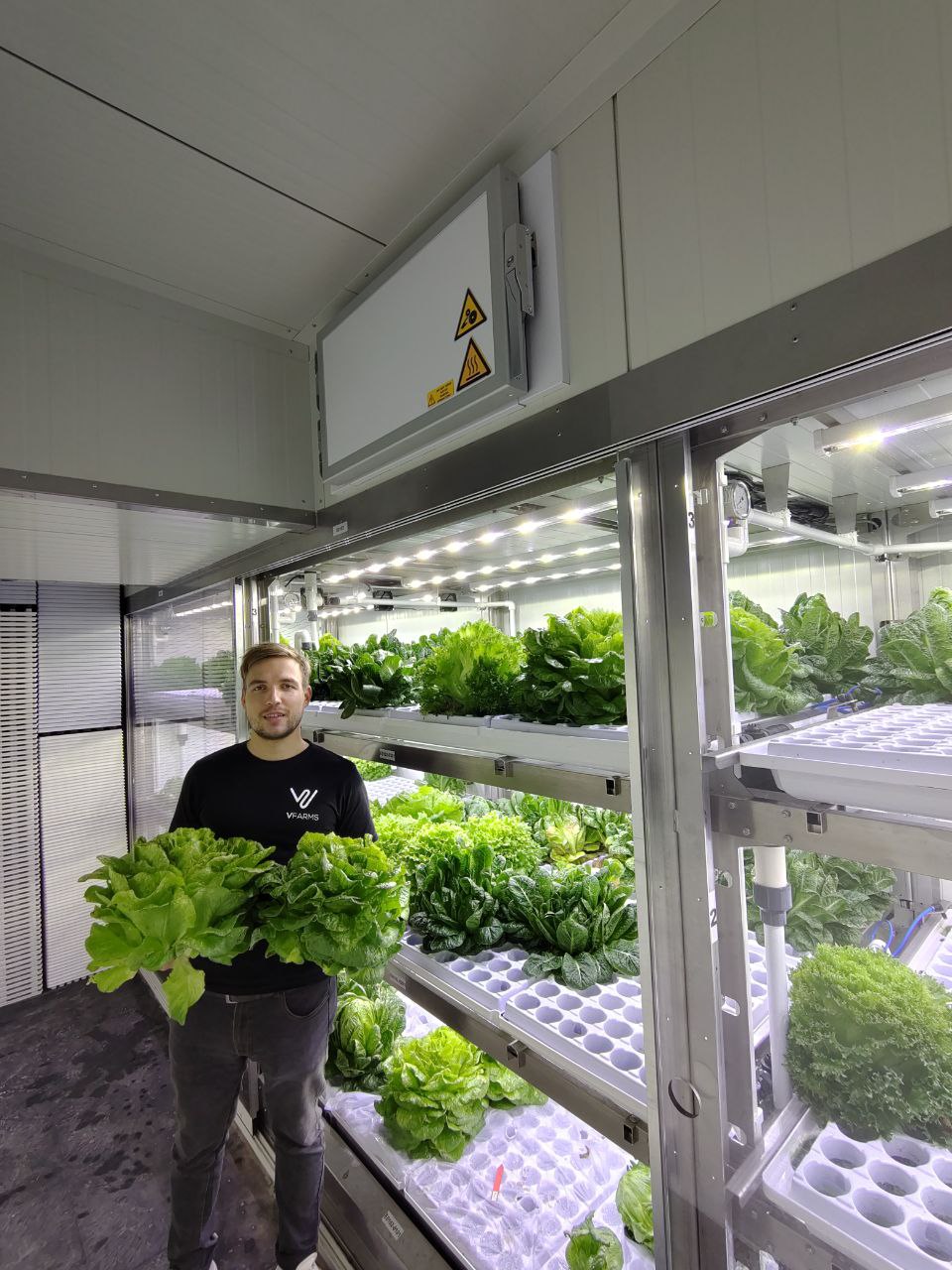 Romaine lettuce about 1 kg