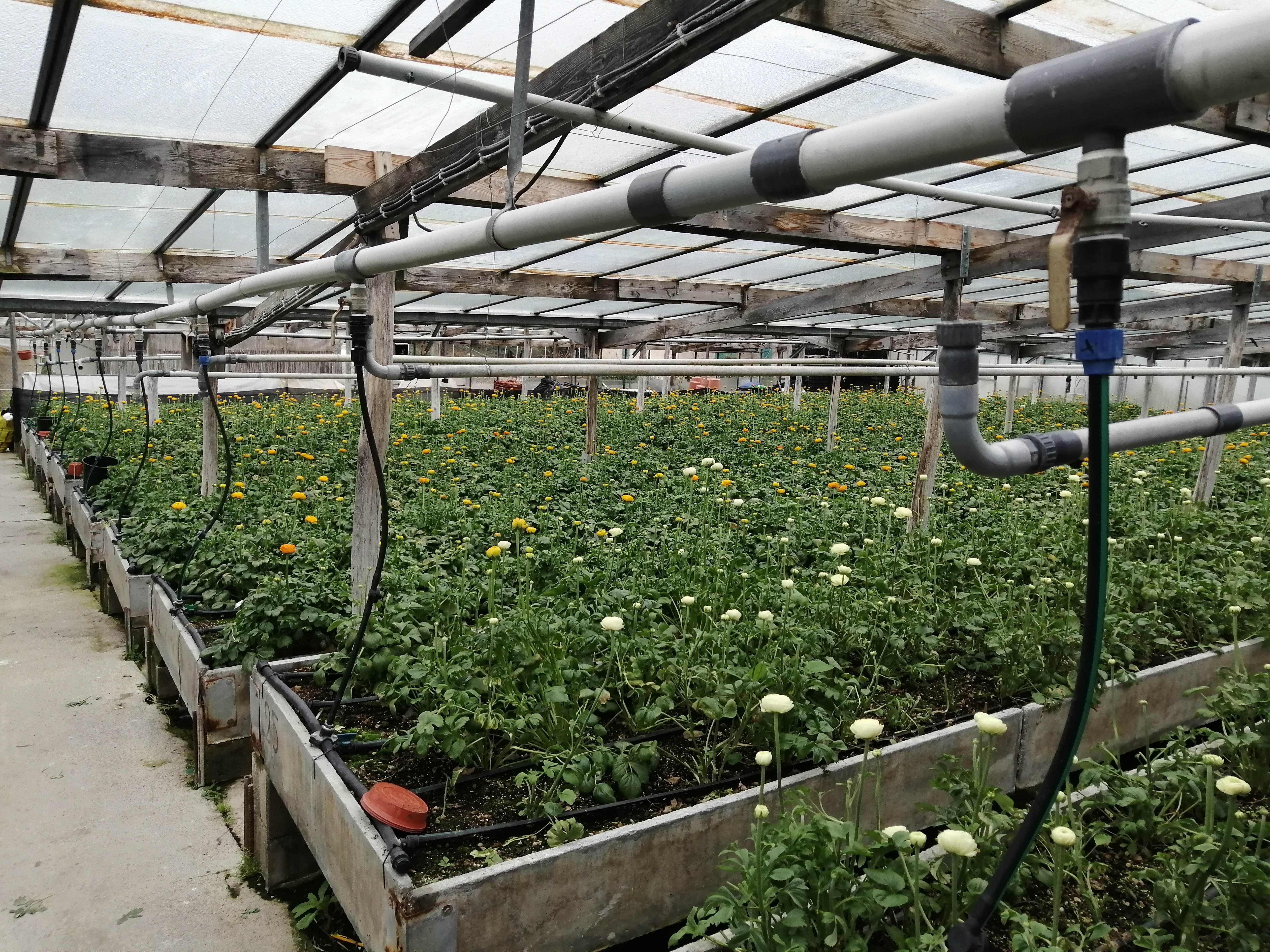 Greenhouse interior 2