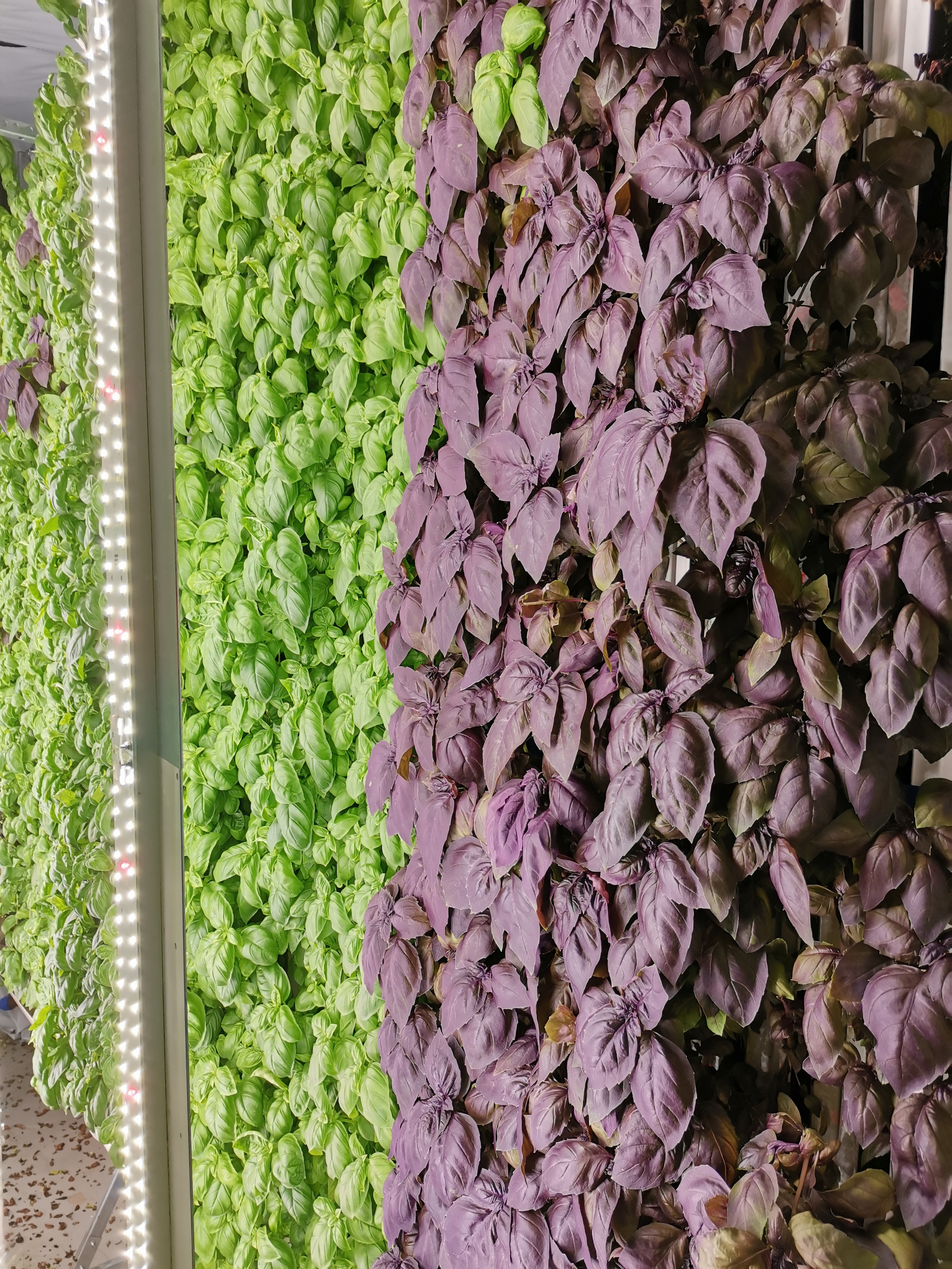 Vertical farm for medical nutrition crops