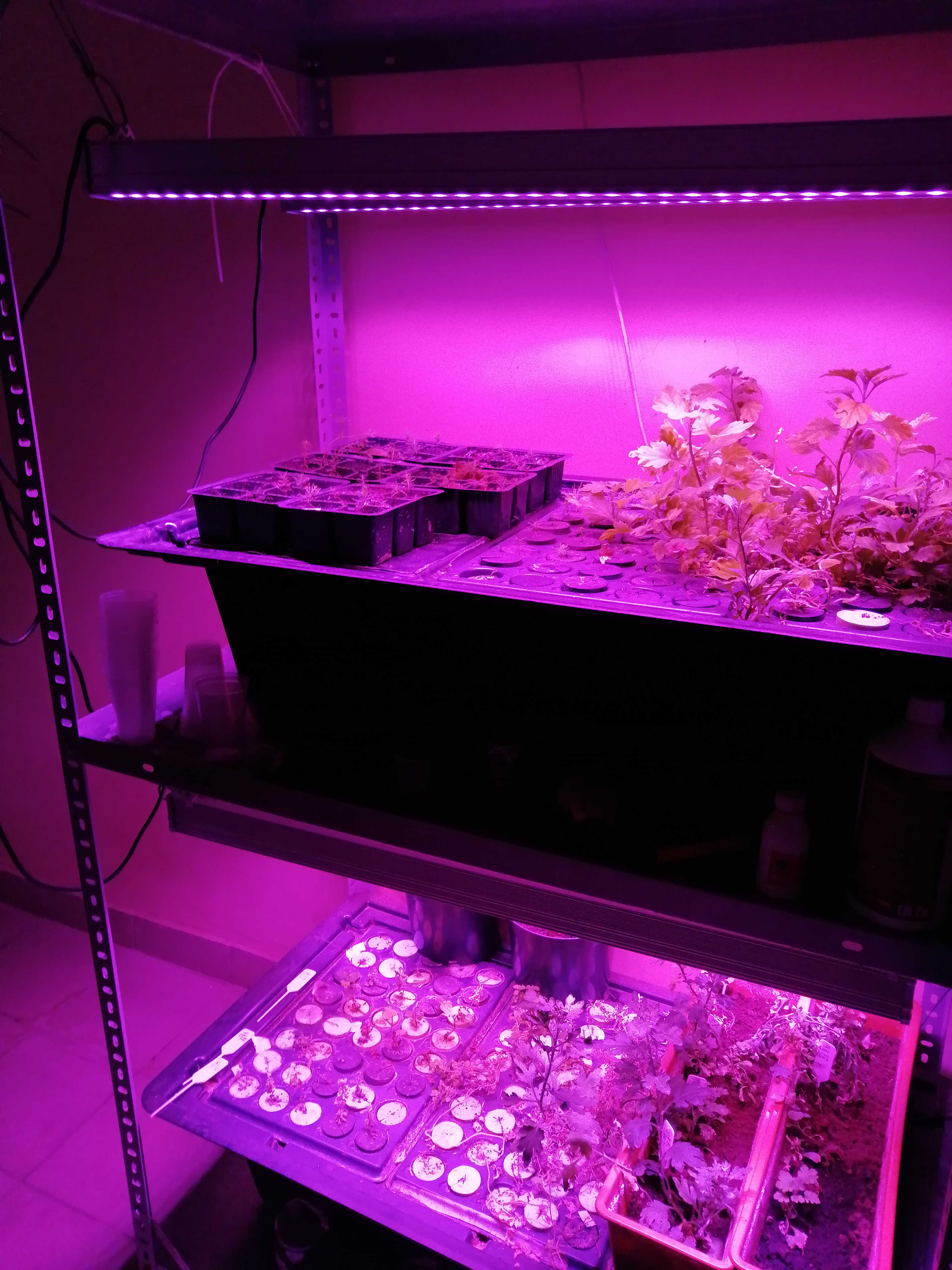 Seedling racks