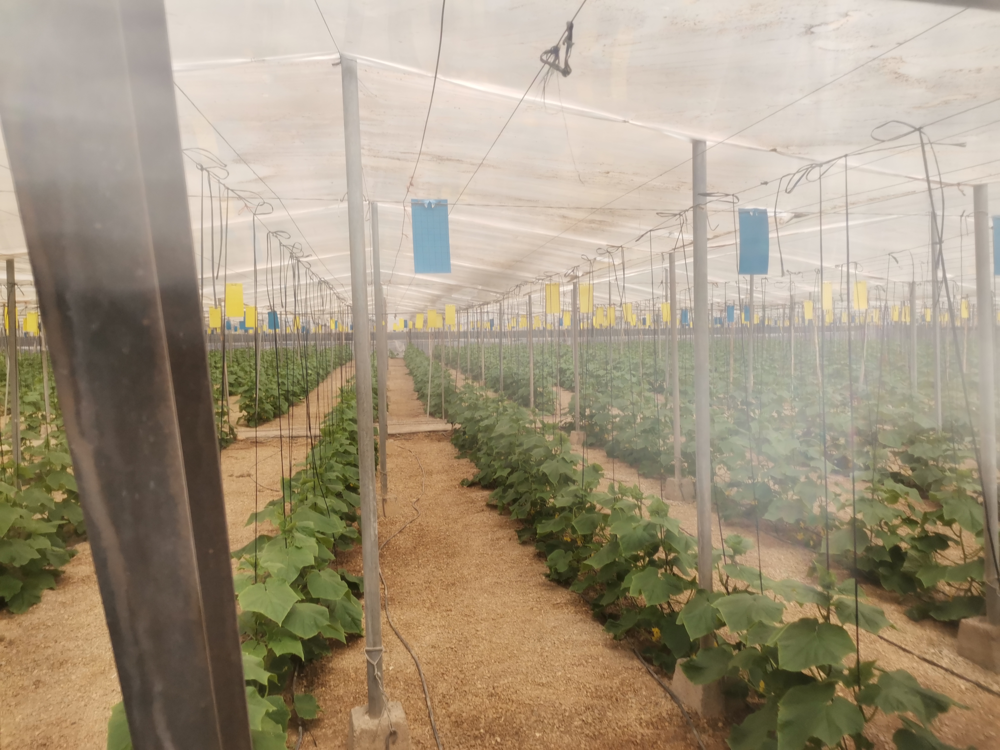 IPM monitoring cards tracking pest pressure