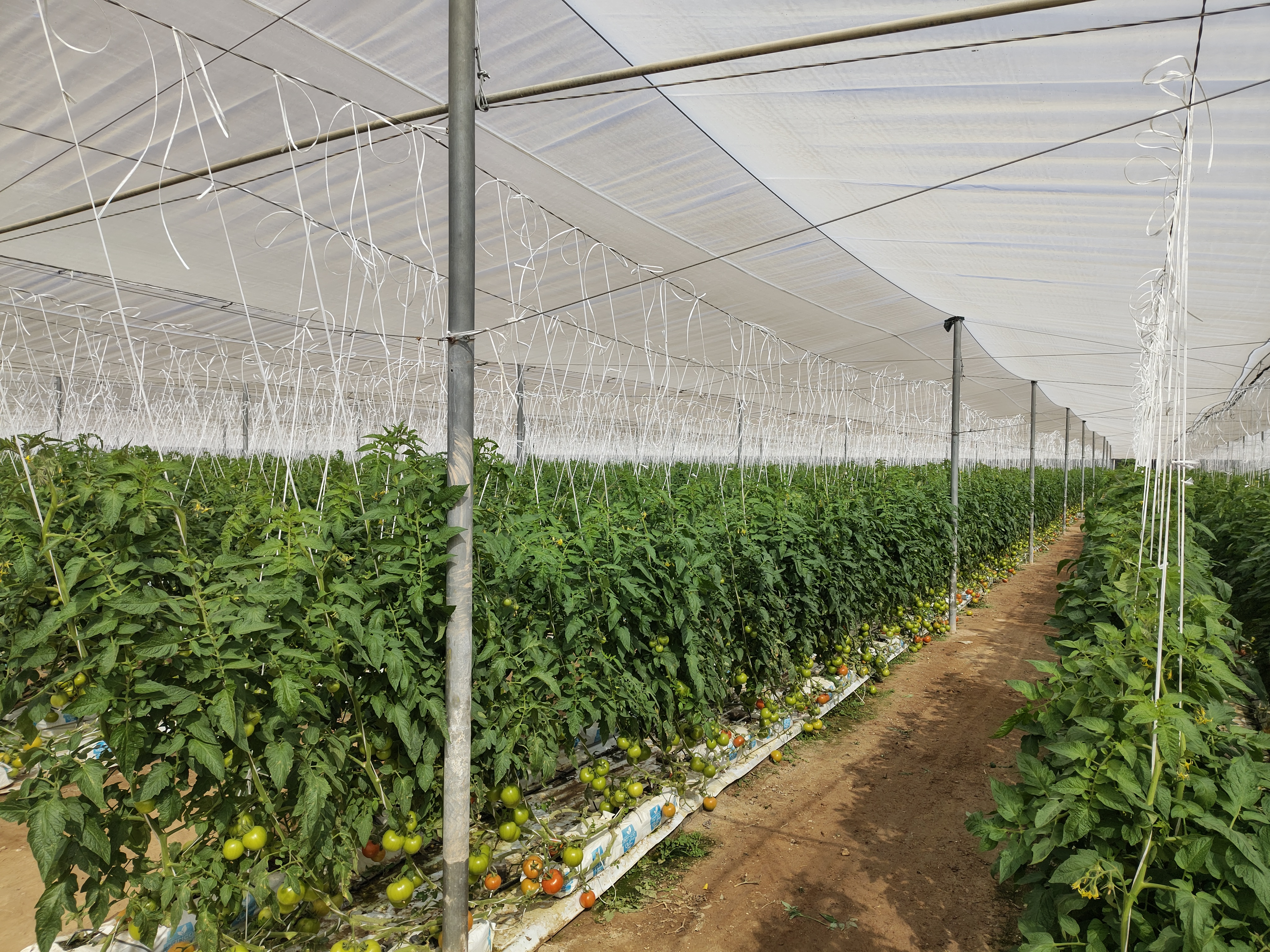 Beneficial insect distribution across crop rows