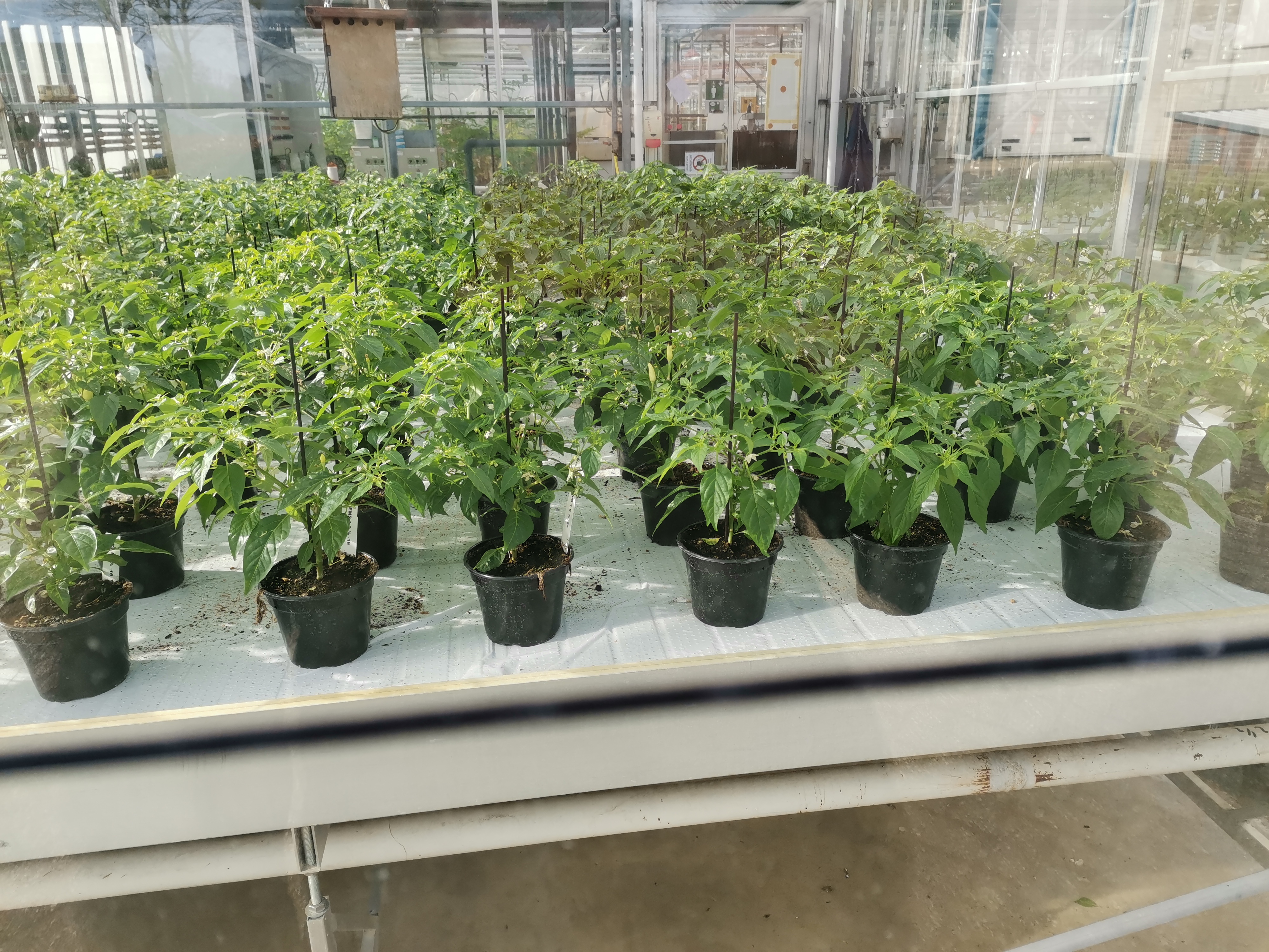 Biocontrol scouting in Almería greenhouse