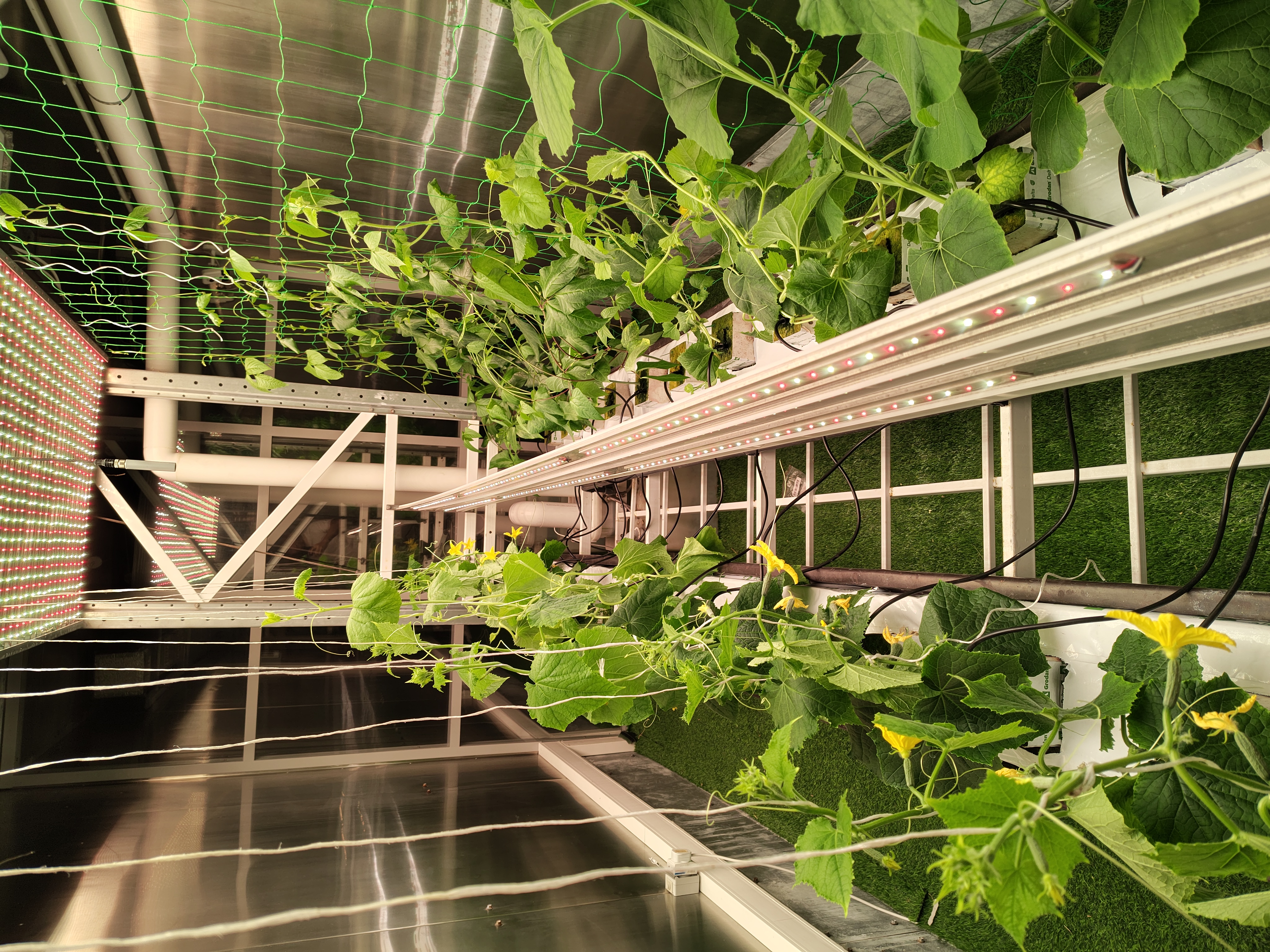 Unified cultivation of sweet pepper