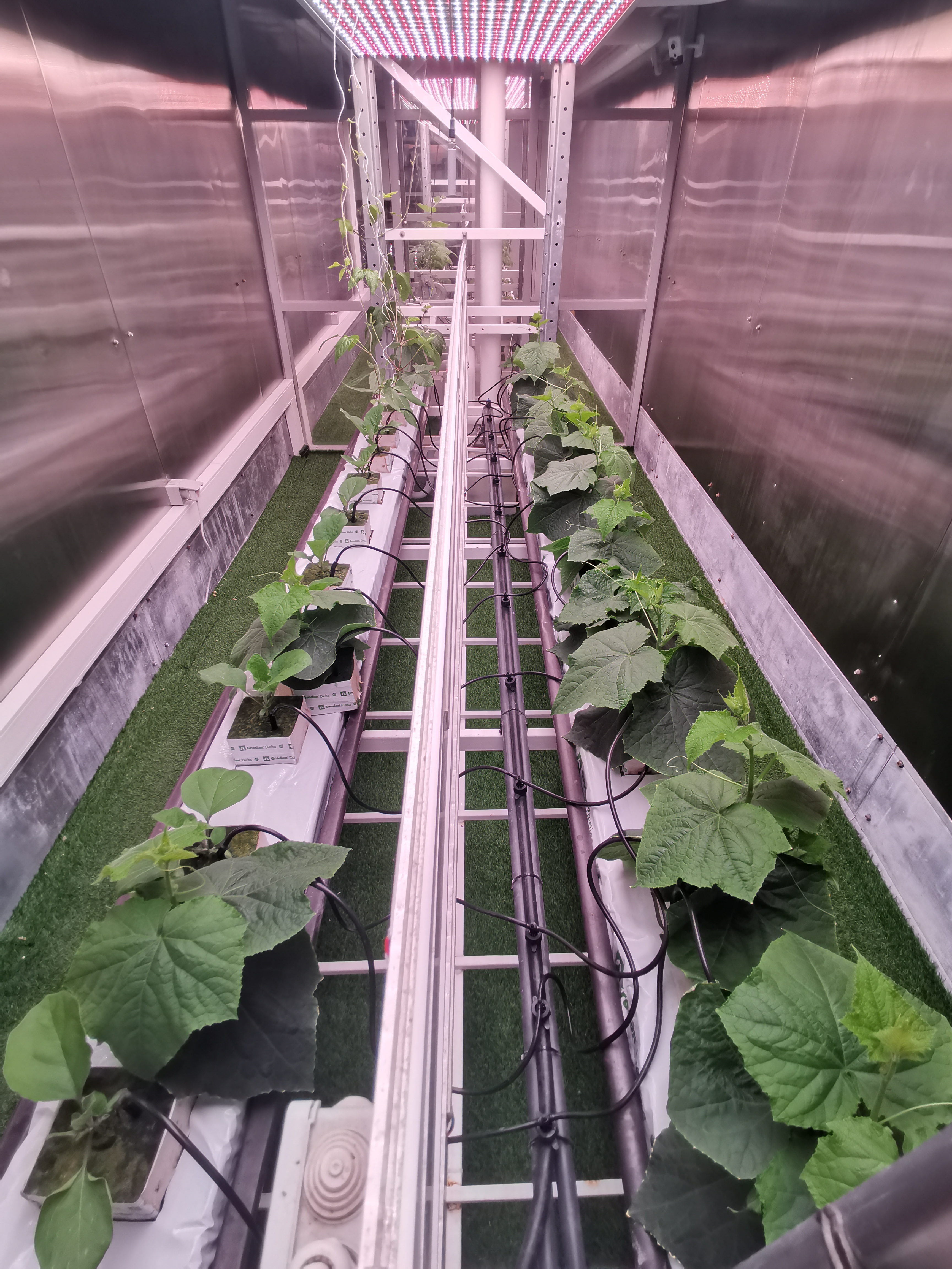 Unified cultivation of cucumber