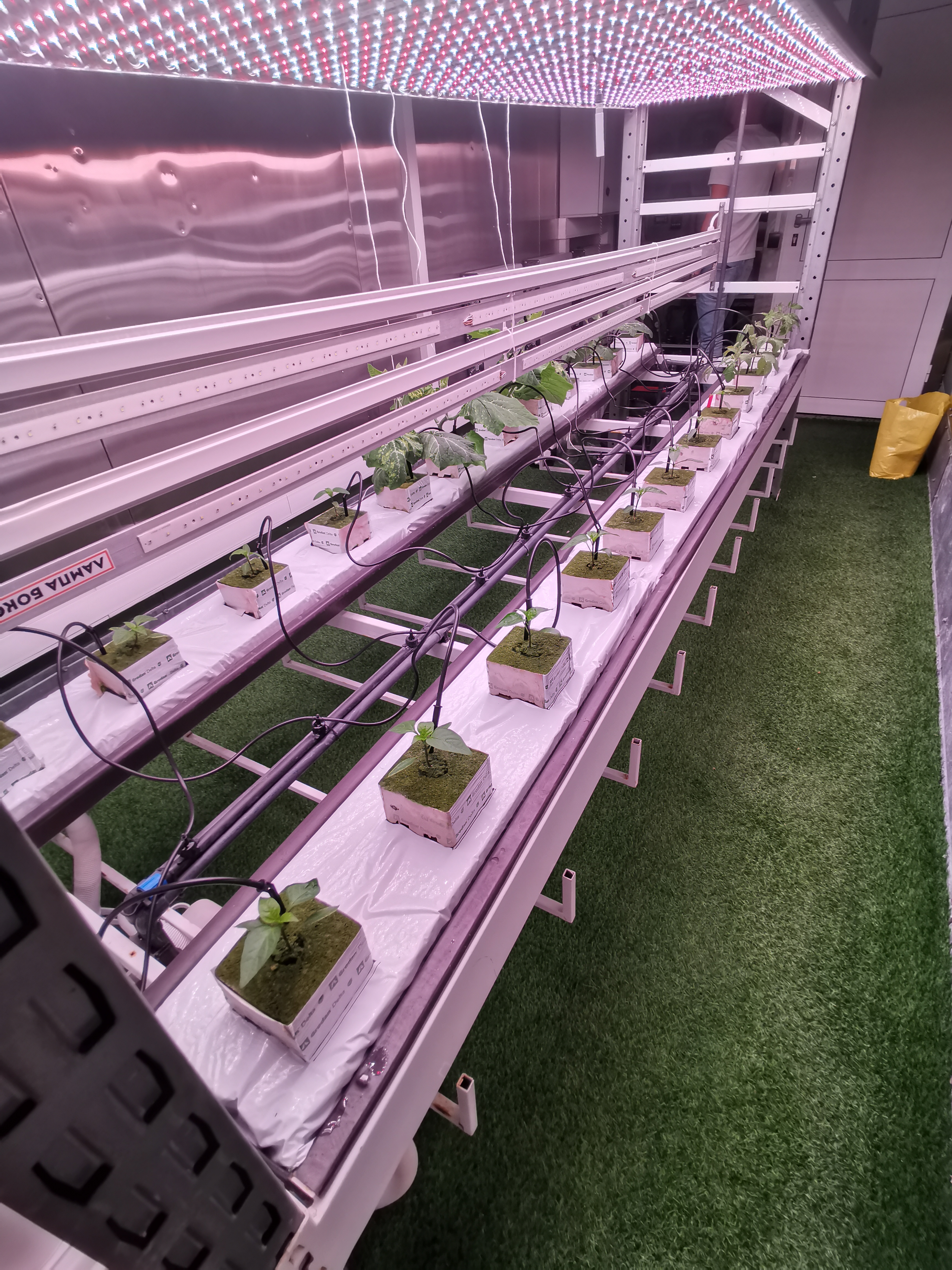 Unified cultivation of sweet pepper