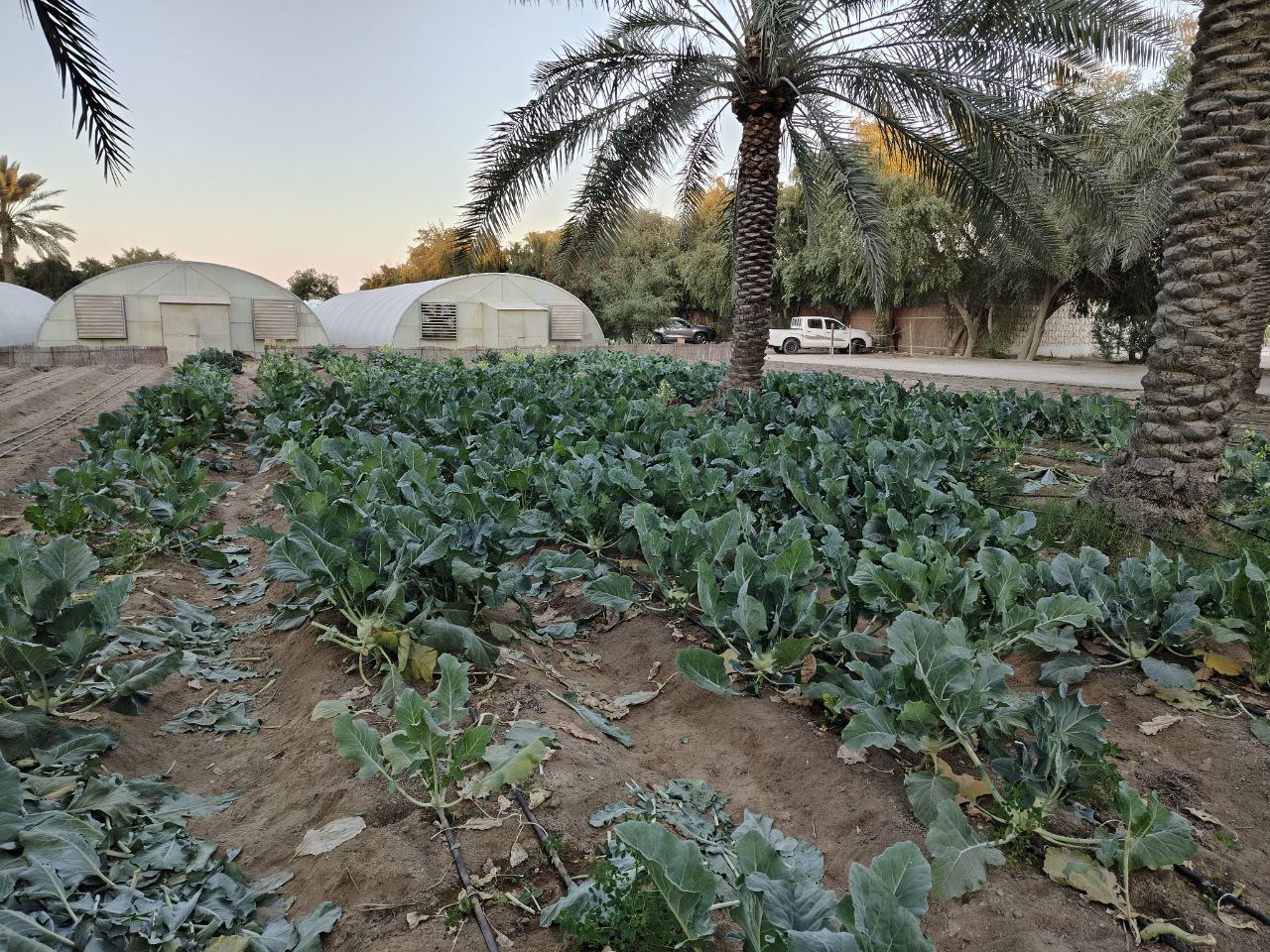 Protected and open growing area