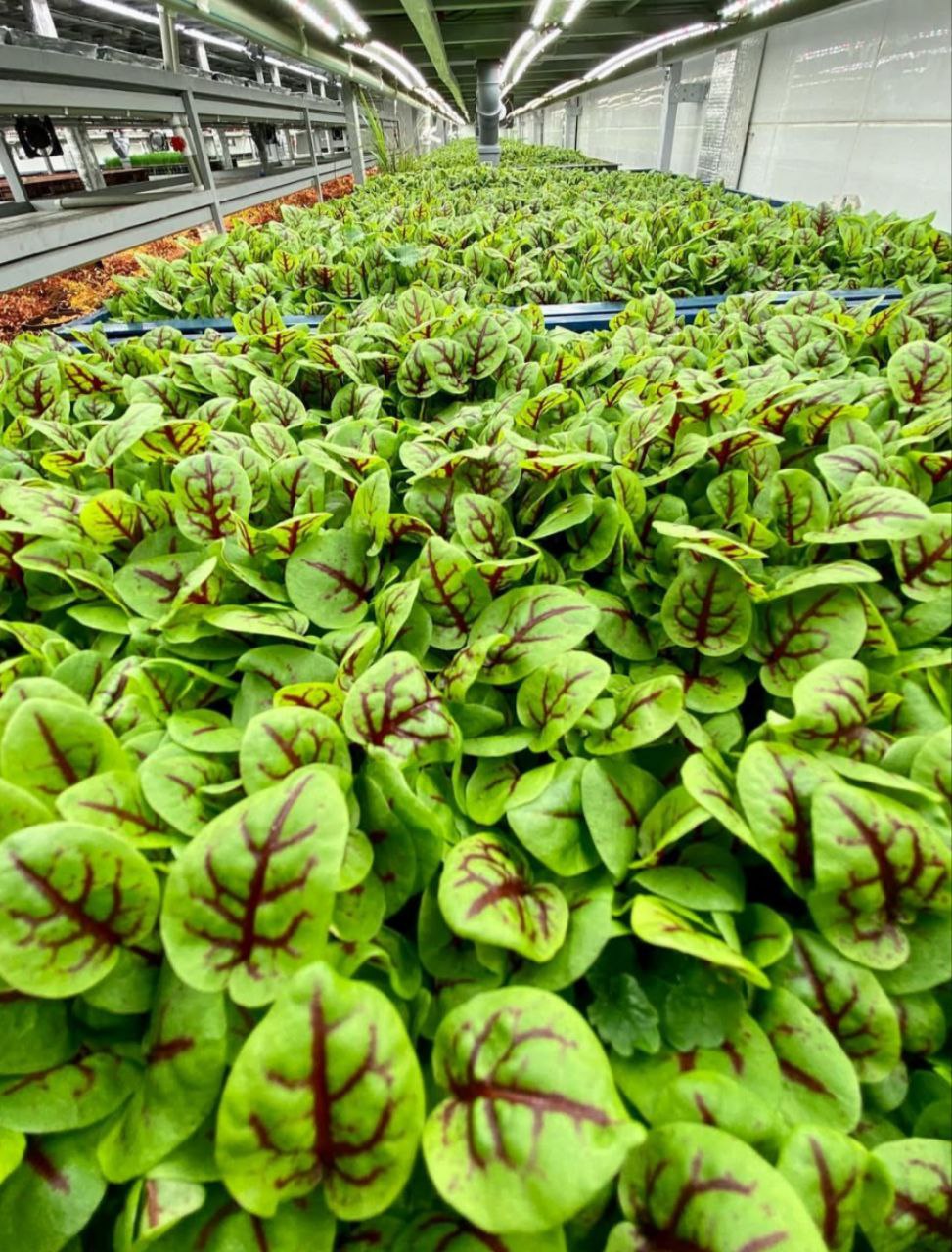 Spinach 'Red Veined'