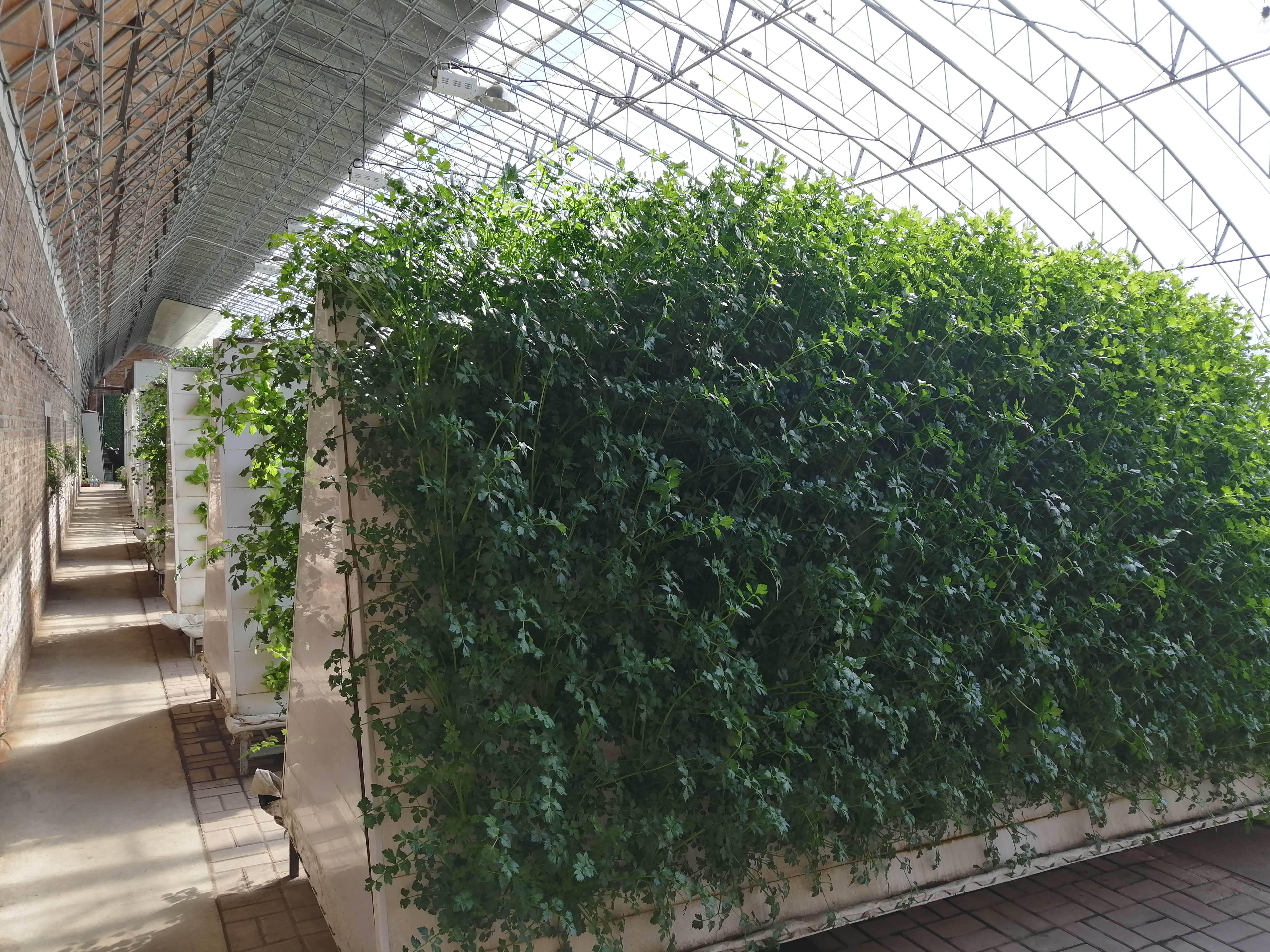 Inside Chinese Solar Greenhouse