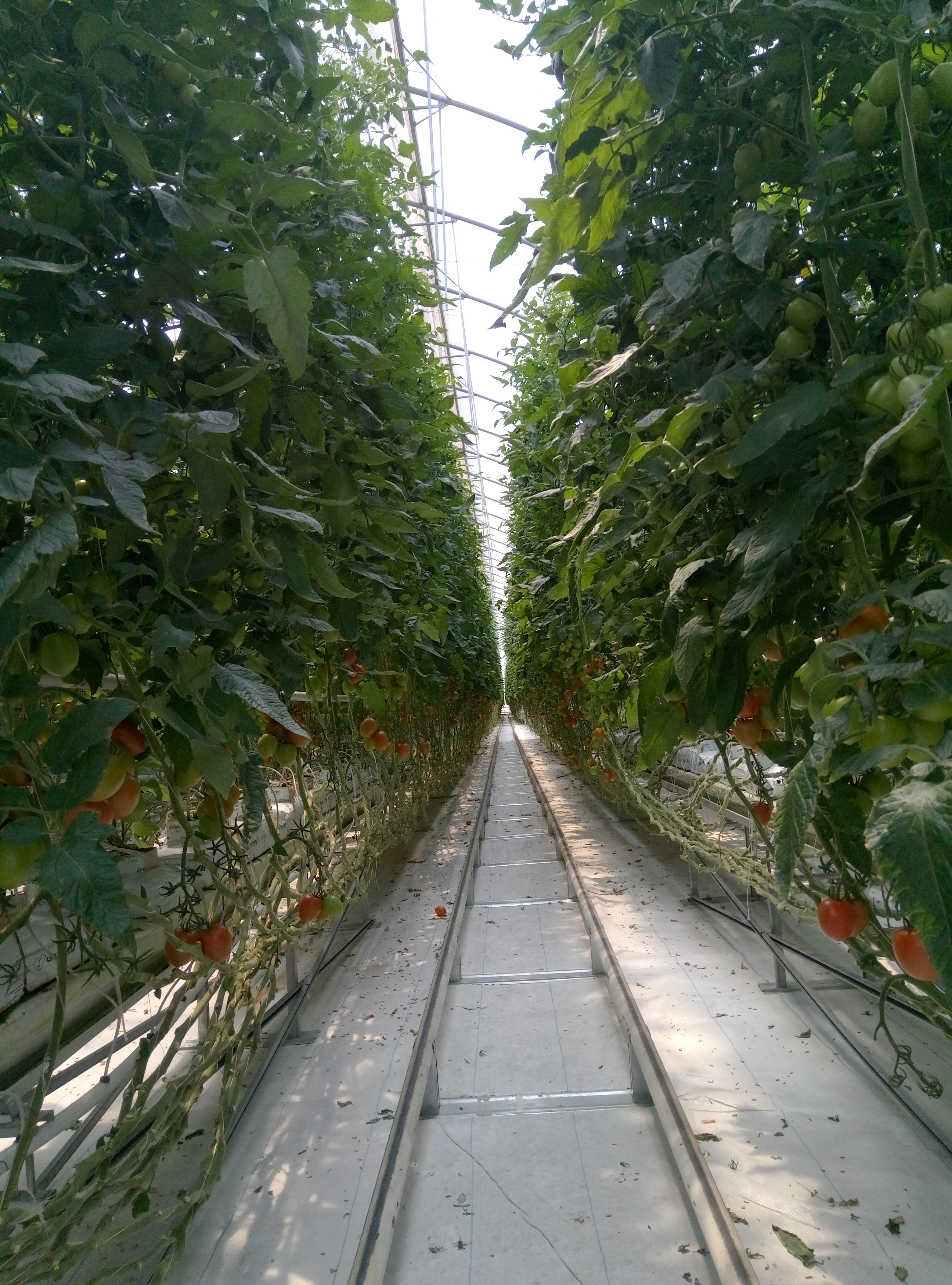 Greenhouse interior