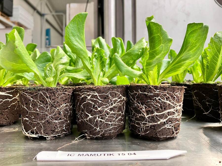 Disease-resistant romaine lettuce protocols