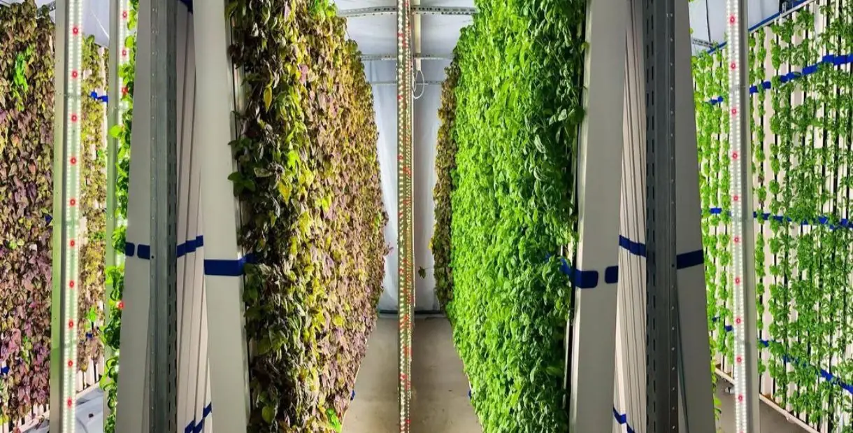 Vertical-farm cultivation environment