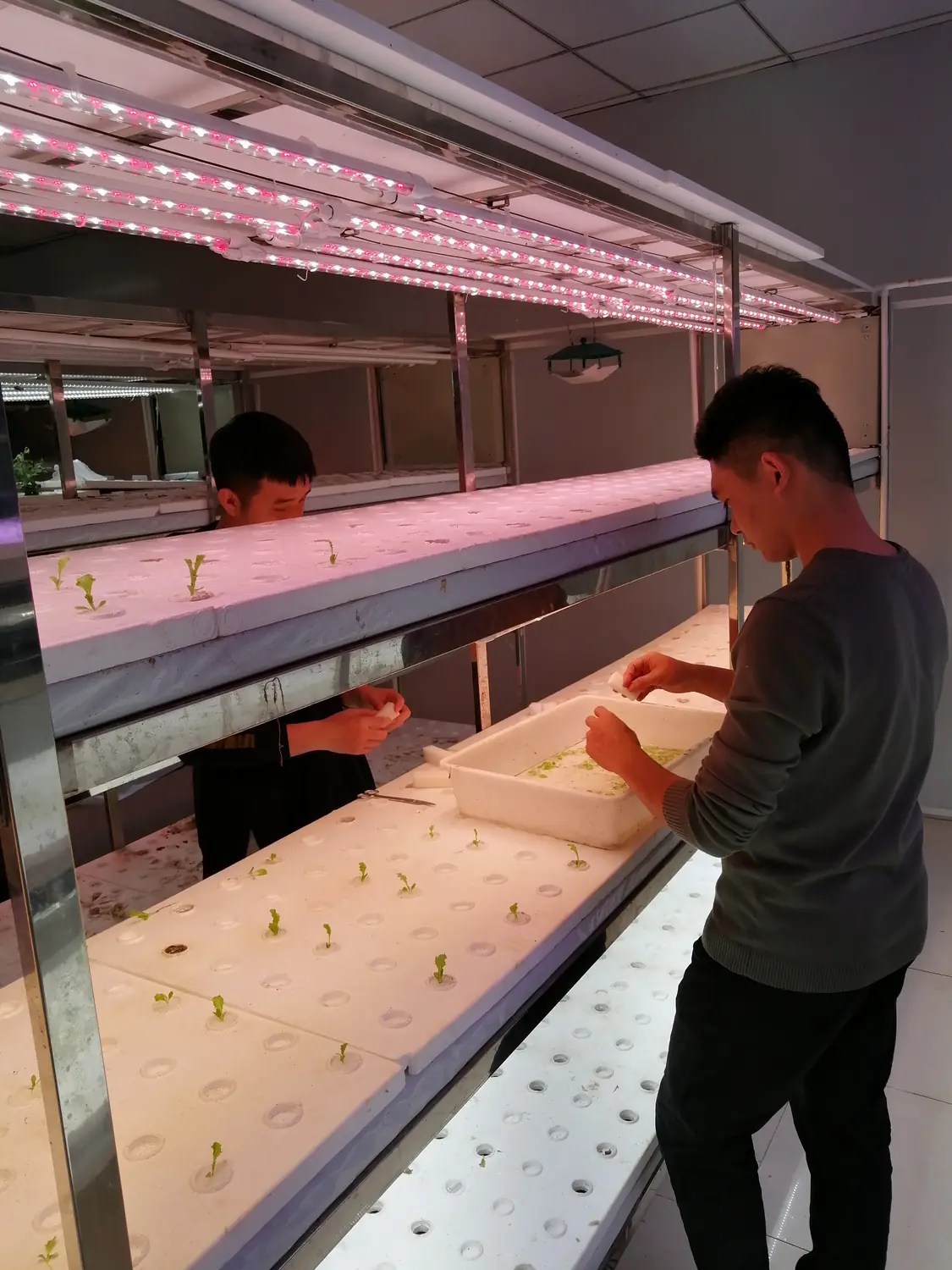 Vertical-farm project context
